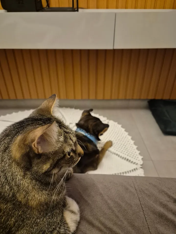 Melissa on the sofa, watching Rute on her rug
