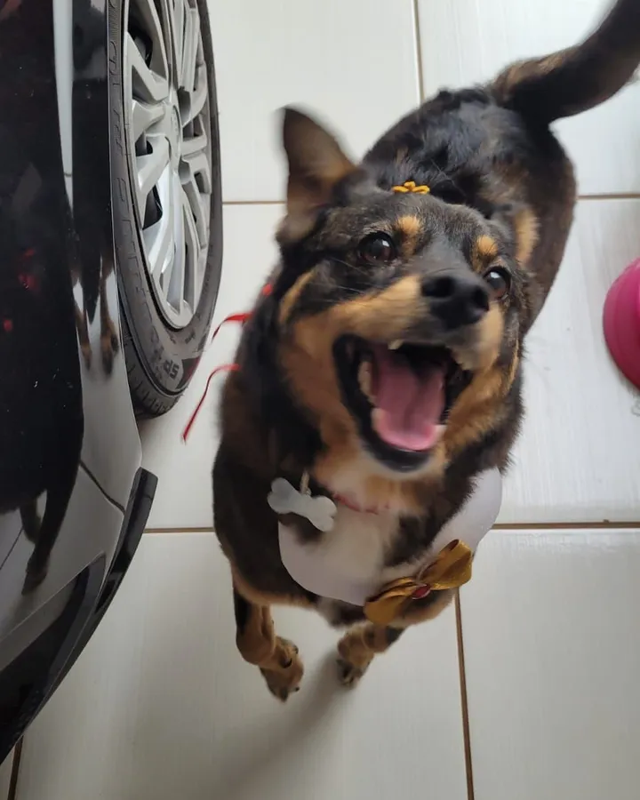 Rute, Breno's dog, all smiles