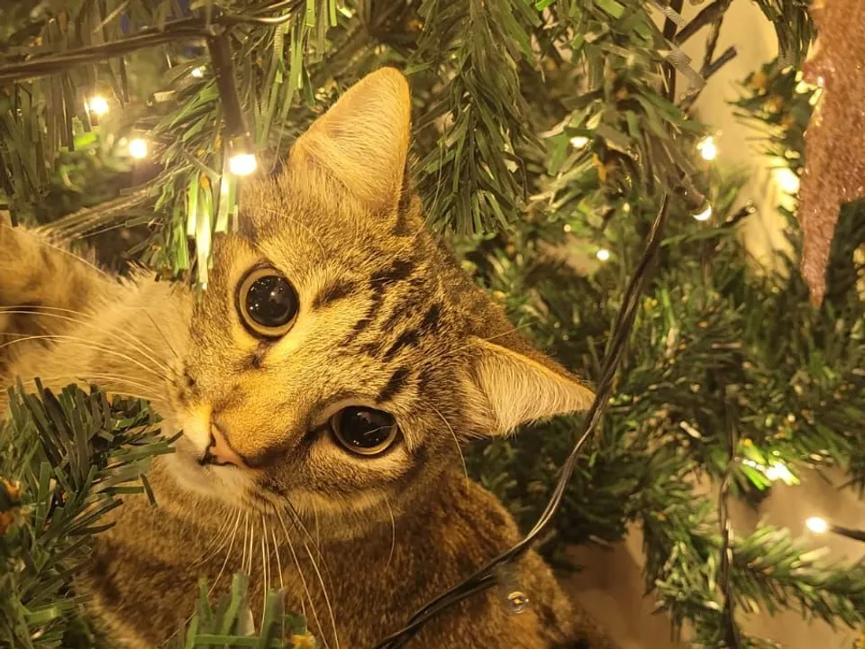 Melissa hiding in the Christmas tree